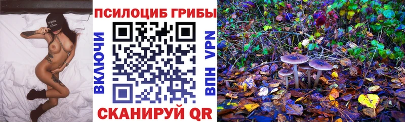 Купить закладки  Киржач  Псилоцибиновые грибы Psilocybe 